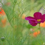 神秘入口导航 ao8nqx